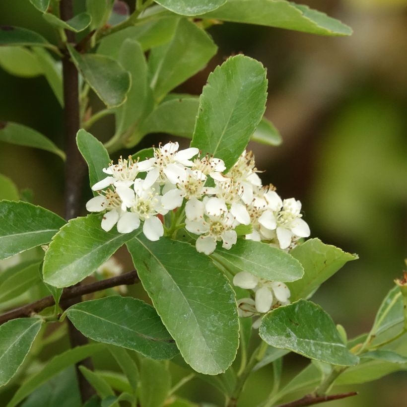 Pyracantha coccinea Saphyr Jaune - Scarlet Firethorn (Flowering)