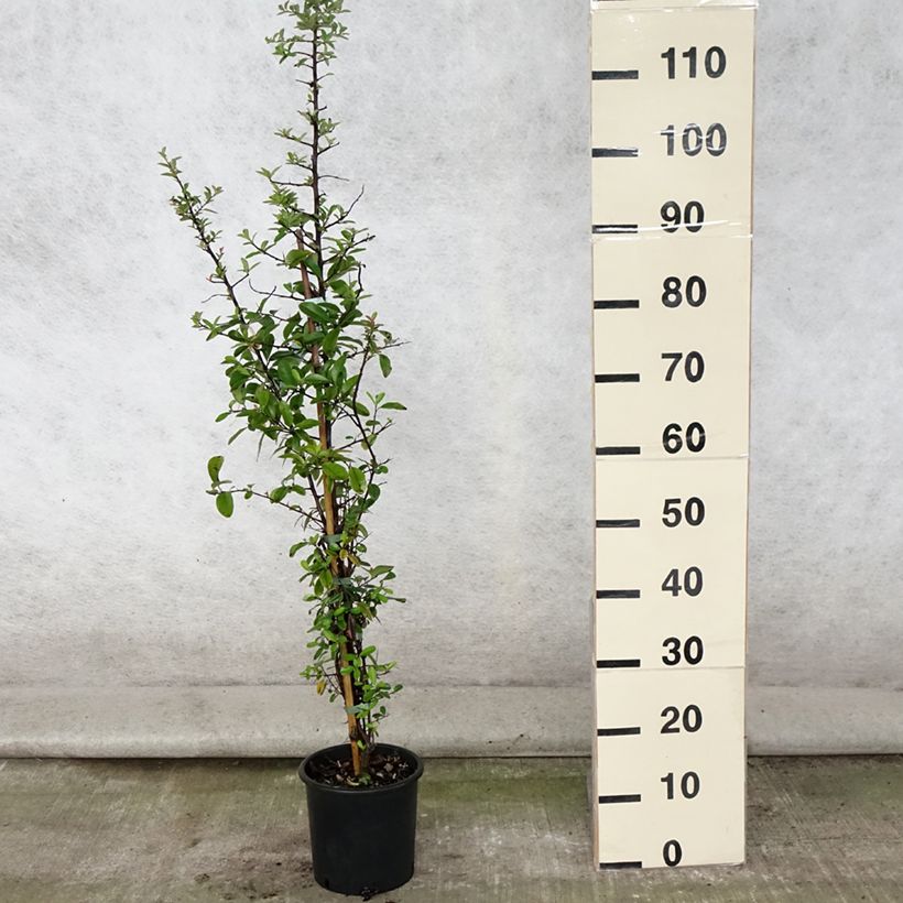 Pyracantha coccinea Mohave 2L/3L pot sample as delivered in summer