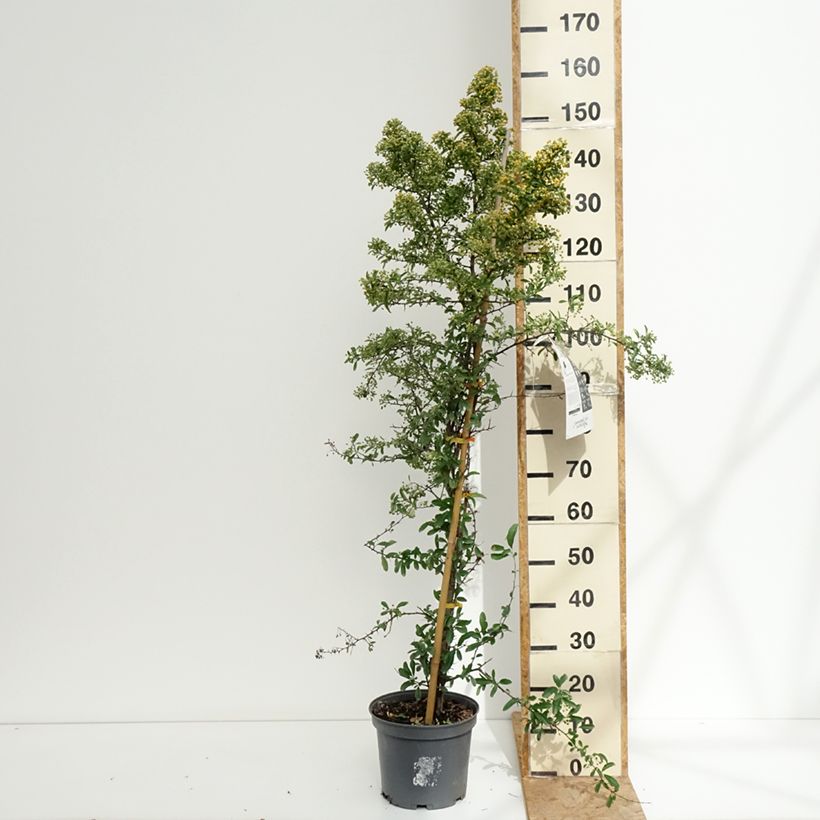 Pyracantha SAPHYR Orange - Scarlet Firethorn 6L/7L pot sample as delivered in summer