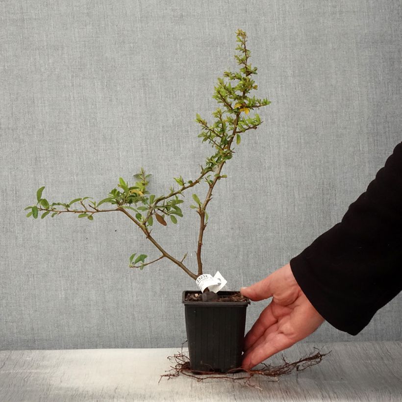 Pyracantha SAPHYR Orange - Scarlet Firethorn 8/9 cm pot sample as delivered in spring