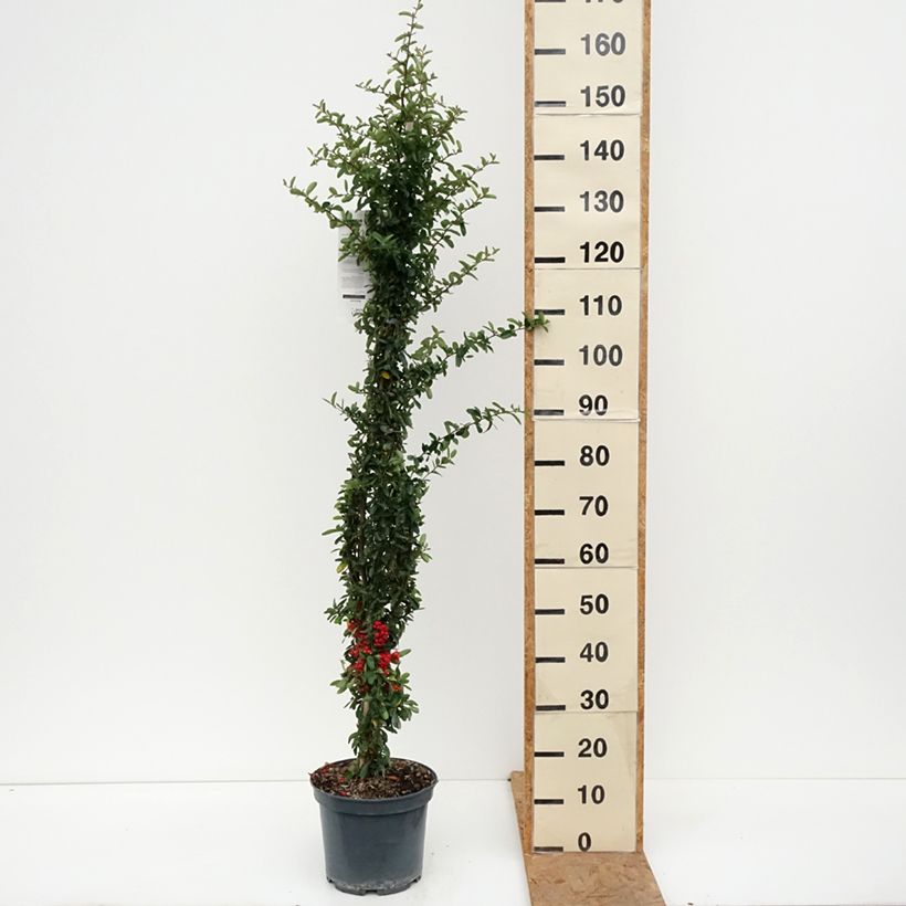 Pyracantha coccinea SAPHYR ROUGE - Scarlet Firethorn 7.5L/10L pot sample as delivered in autumn