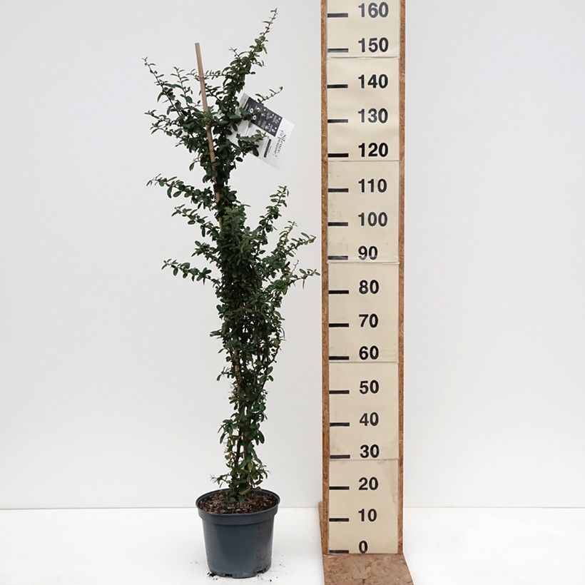 Pyracantha coccinea SAPHYR ROUGE - Scarlet Firethorn 7.5L/10L pot sample as delivered in winter