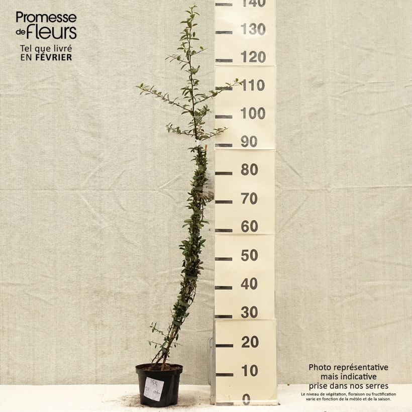 Pyracantha Soleil d'or 2L/3L pot sample as delivered in winter