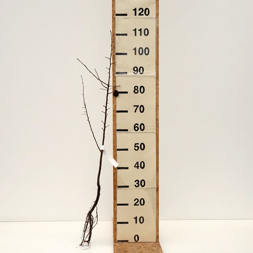 Pyrus pyraster  Bare root sample as delivered in winter