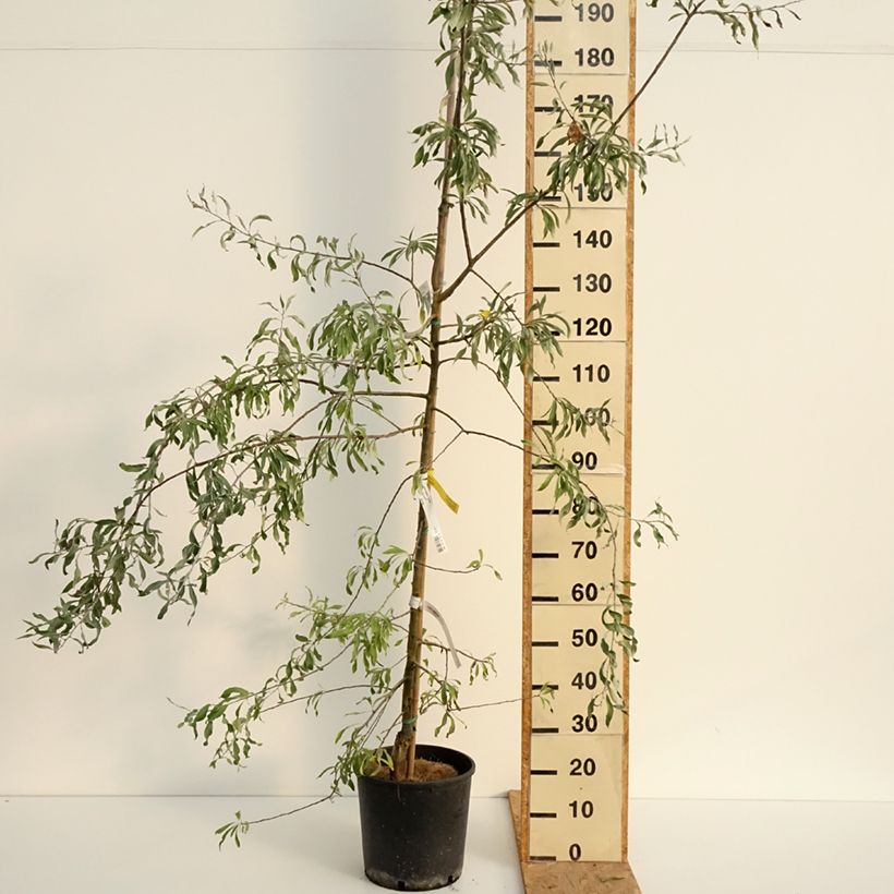 Pyrus salicifolia Pendula - Pendulous Willow-leaved Pear 7.5L/10L pot sample as delivered in summer