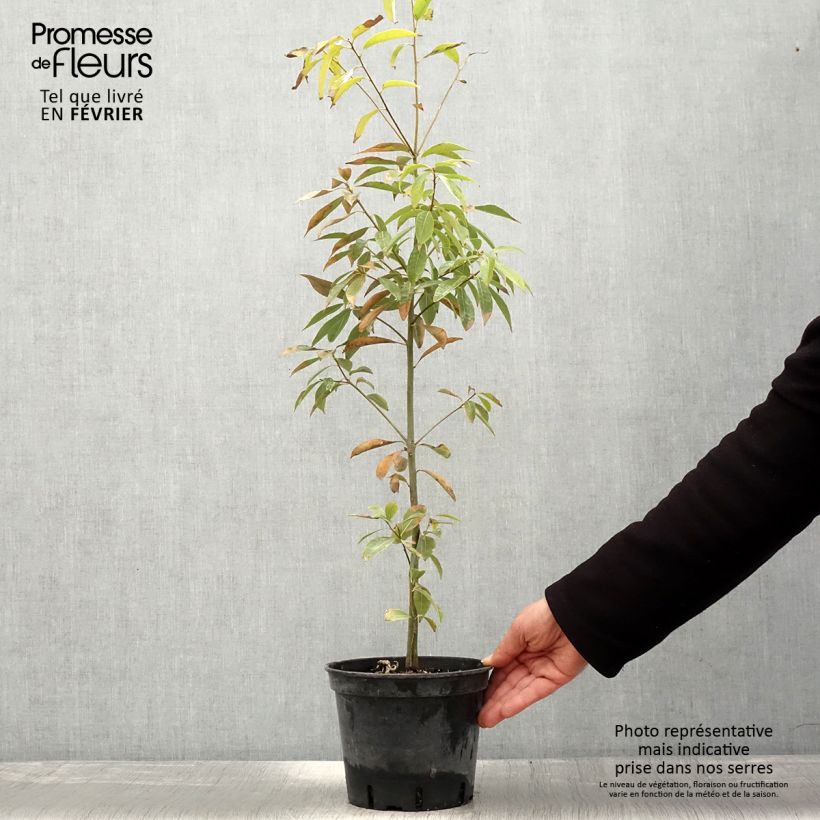 Quercus myrsinifolia 3L/4L pot sample as delivered in winter