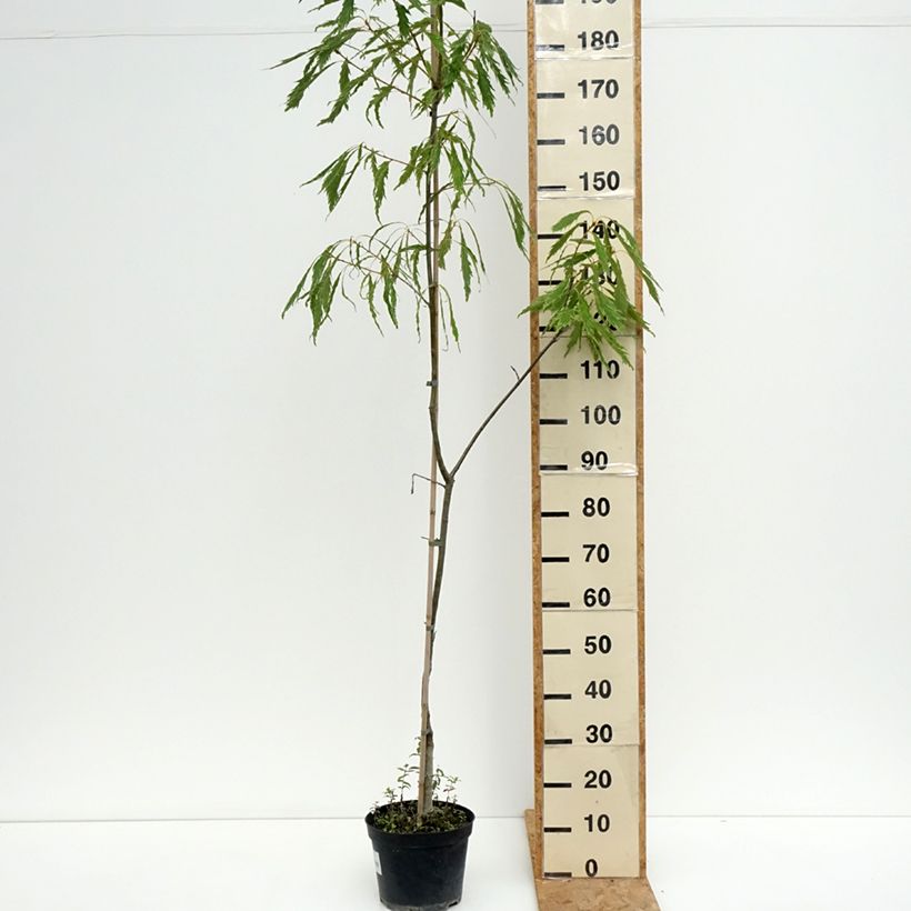 Quercus petraea Insecata - Sessile Oak 4L/5L pot sample as delivered in summer