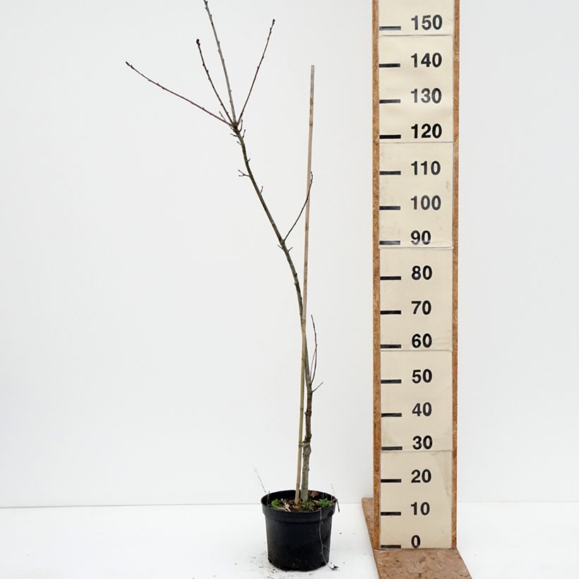 Quercus petraea Insecata - Sessile Oak 4L/5L pot sample as delivered in winter