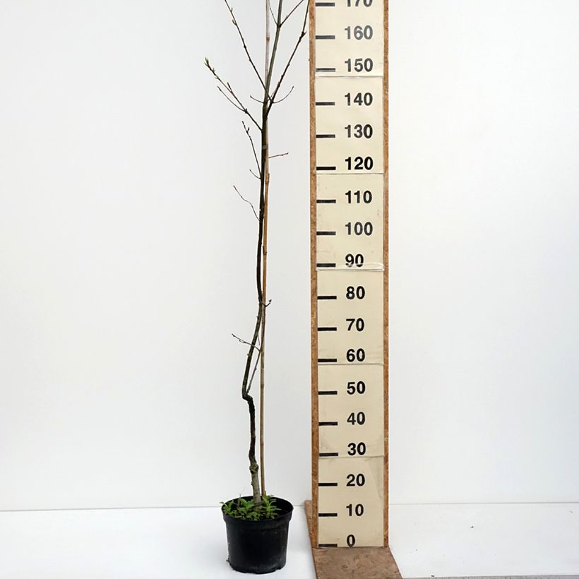 Quercus petraea Insecata - Sessile Oak 4L/5L pot sample as delivered in spring