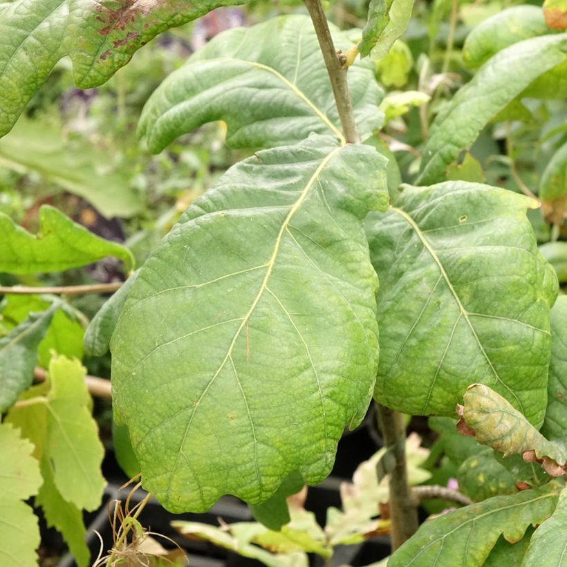 Quercus robur Cucullata - - Sessile Oak (Foliage)