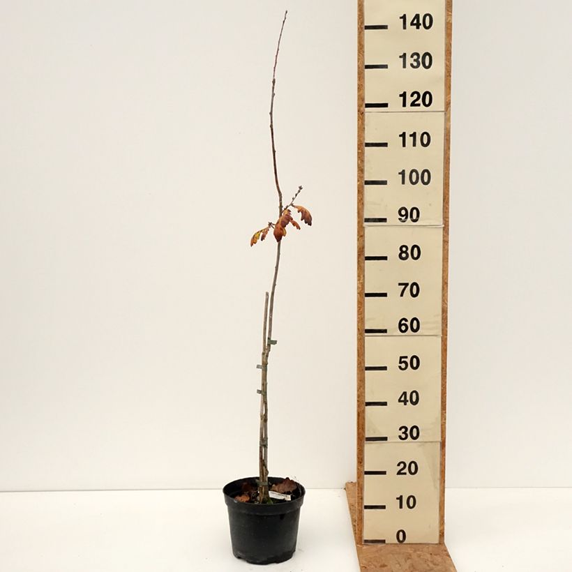 Quercus robur Cucullata -  - Sessile Oak 4L/5L pot sample as delivered in autumn