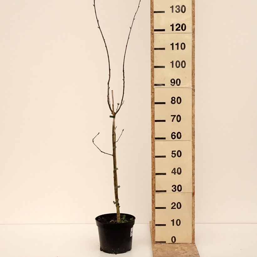 Quercus robur Cucullata -  - Sessile Oak 4L/5L pot sample as delivered in winter