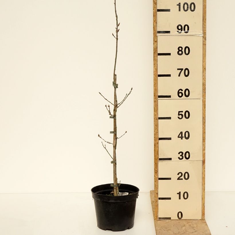 Quercus robur Cucullata -  - Sessile Oak 4L/5L pot sample as delivered in spring