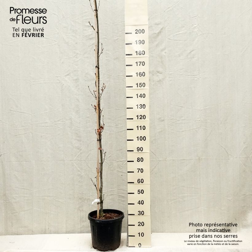 Quercus robur Fastigiata Koster 20L/25L pot sample as delivered in winter