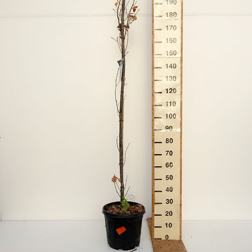 Quercus robur Fastigiata Koster 20L/25L pot sample as delivered in autumn