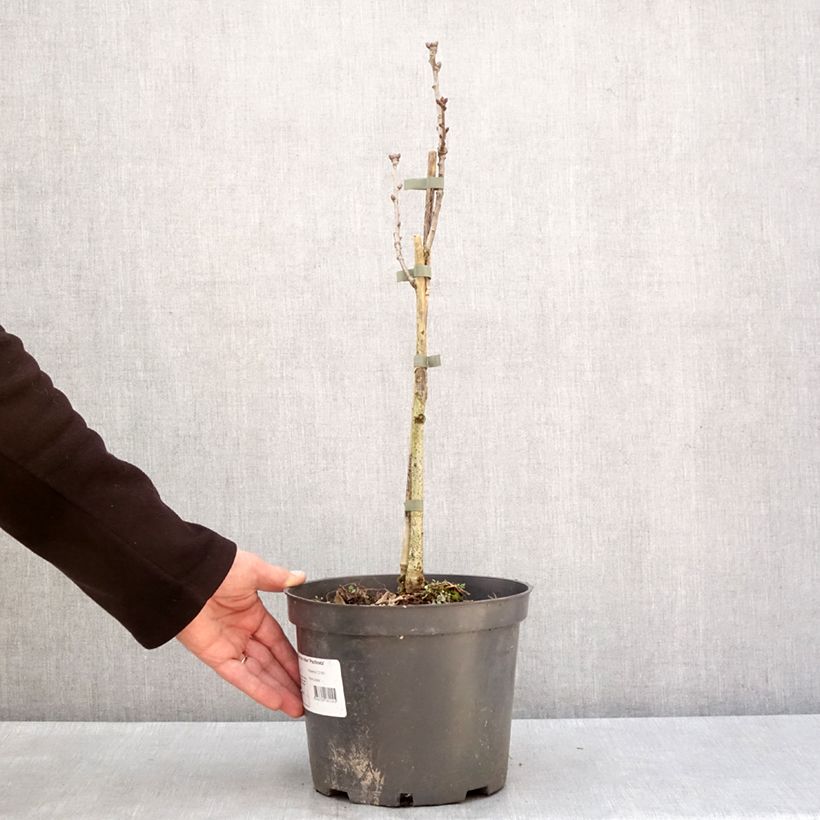 Quercus robur Pectinata - English oak 4L/5L pot sample as delivered in winter