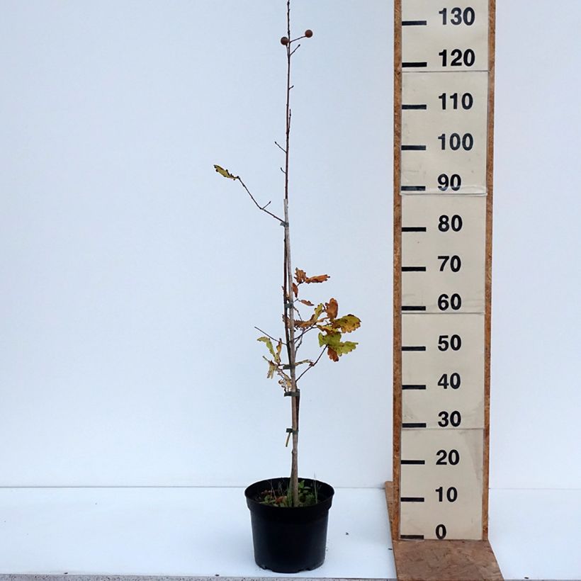Quercus robur Rita's Gold - English Oak 4L/5L pot sample as delivered in autumn
