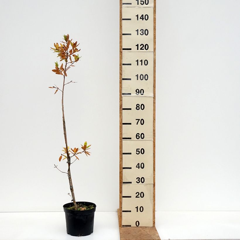 Quercus robur Salicifolia - English oak 4L/5L pot sample as delivered in autumn