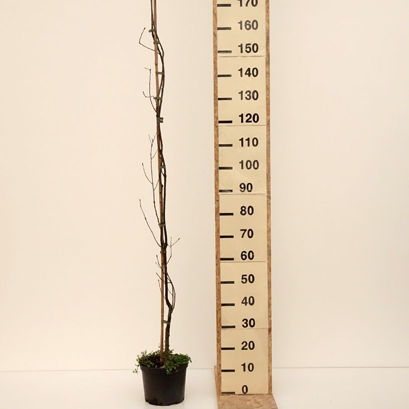 Quercus robur Strypemonde - English oak 4L/5L pot sample as delivered in winter