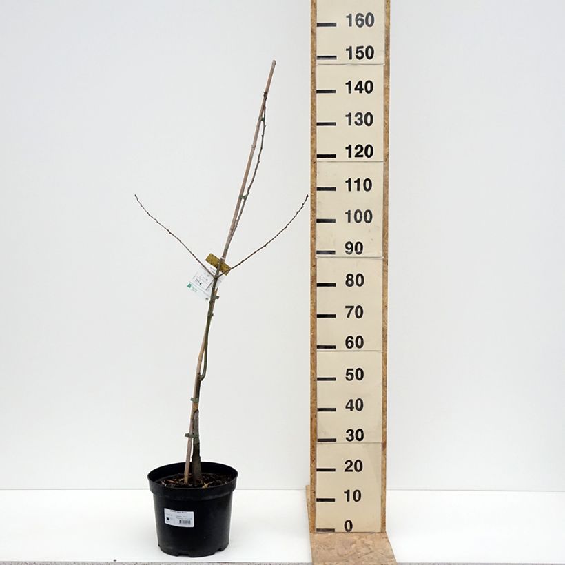 Quercus rubra Aurea 7.5L/10L pot sample as delivered in spring