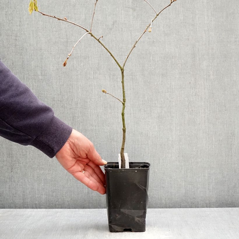 Quercus rubra - Red Oak 12cm pot, Sapling sample as delivered in spring