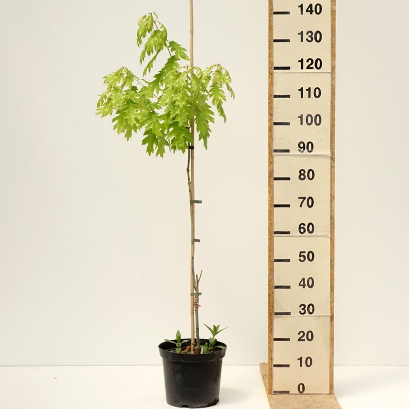 Quercus rubra Wolfsdonk's Pride 7.5L/10L pot, Standard sample as delivered in spring