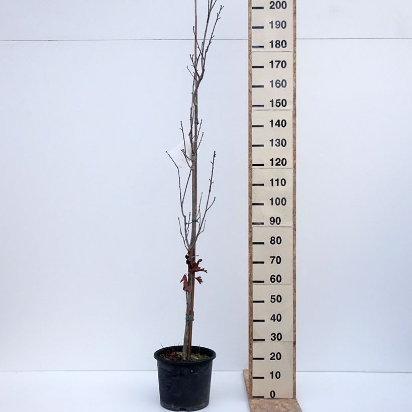Quercus warei Chimney Fire 7.5L/10L pot sample as delivered in winter