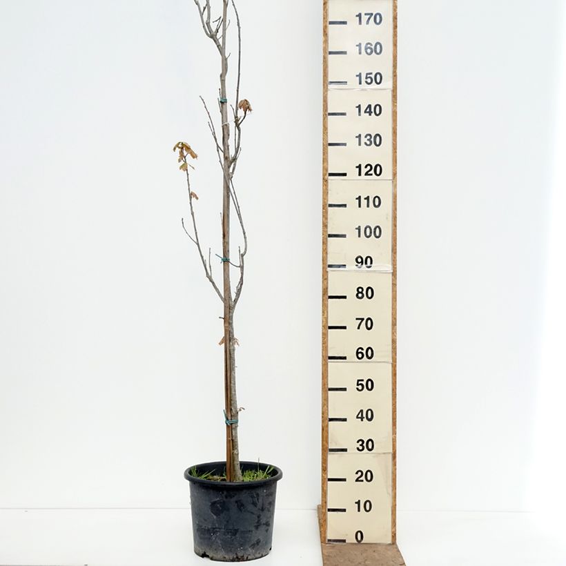 Quercus warei Chimney Fire 7.5L/10L pot sample as delivered in spring