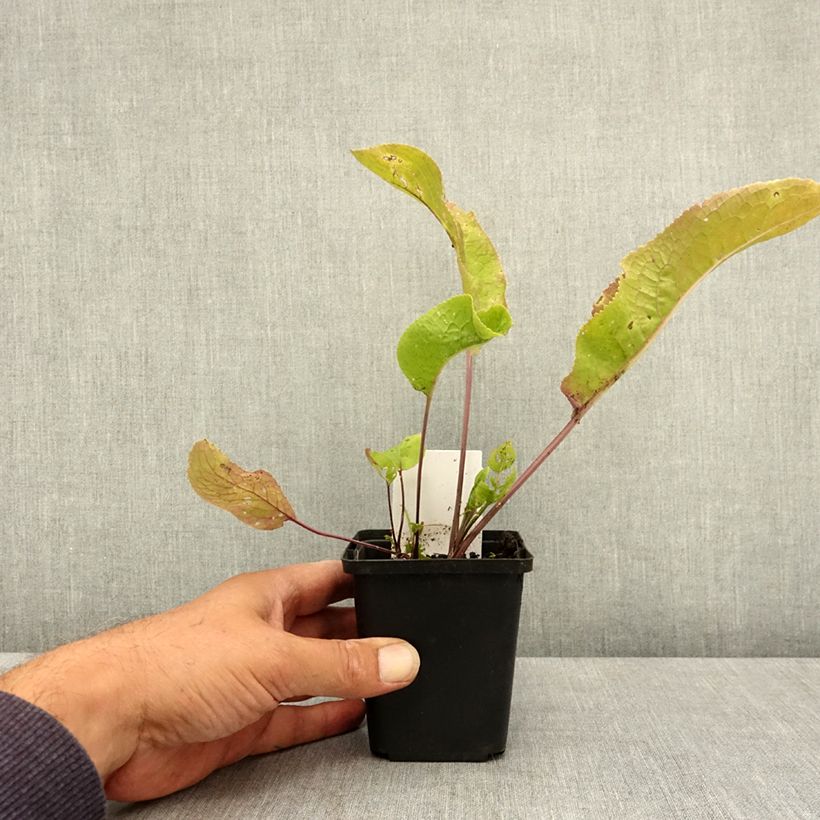 Horseradish - Armoracia rusticana - German Mustard 7/8 cm pot sample as delivered in summer