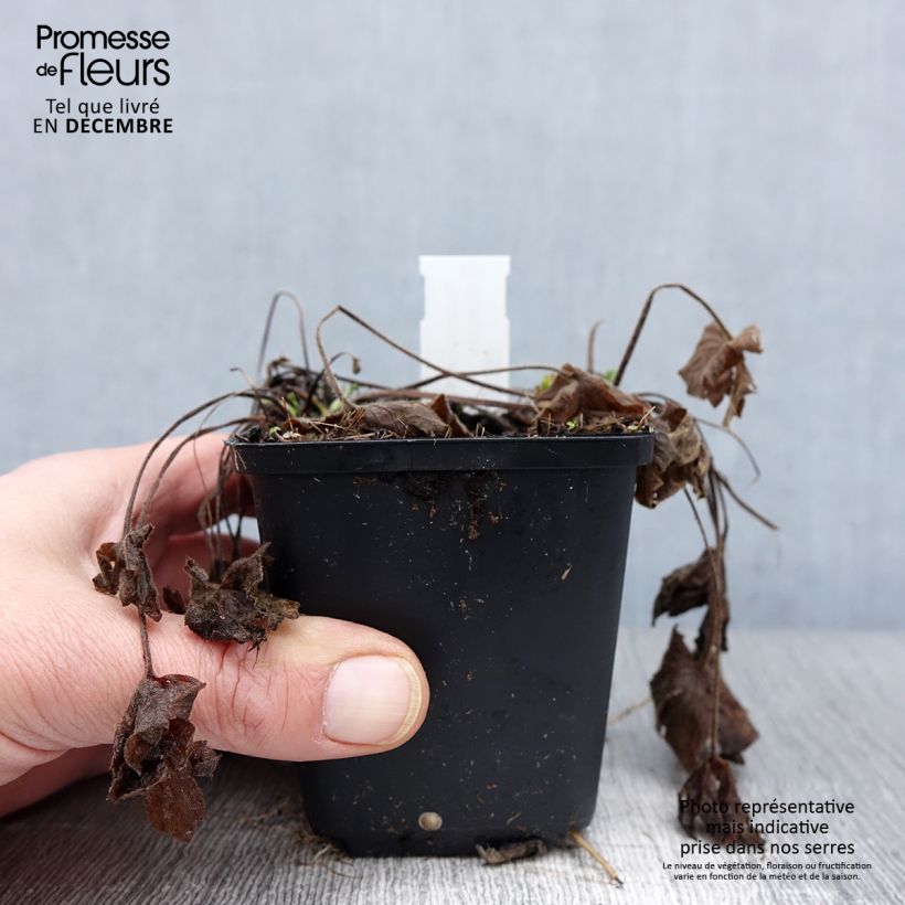 Ranunculus acris Multiplex - Meadow Buttercup 8/9 cm pot sample as delivered in autumn