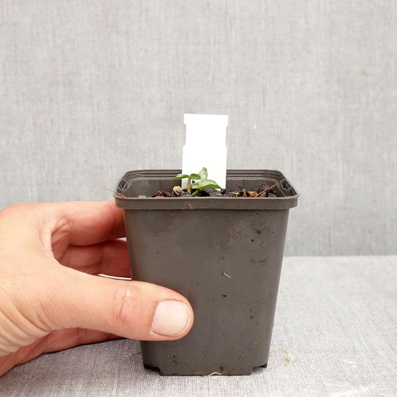 Ranunculus ficaria Flore Pleno - Lesser Celandine 8/9 cm pot sample as delivered in autumn