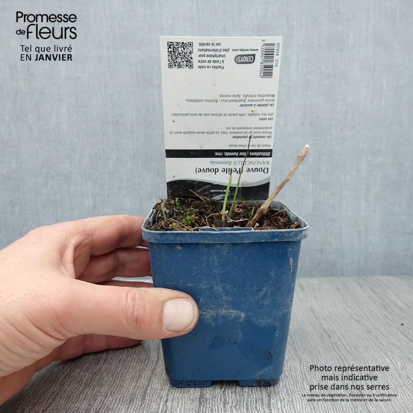 Ranunculus flammula - Lesser Spearwort 8/9 cm pot sample as delivered in winter