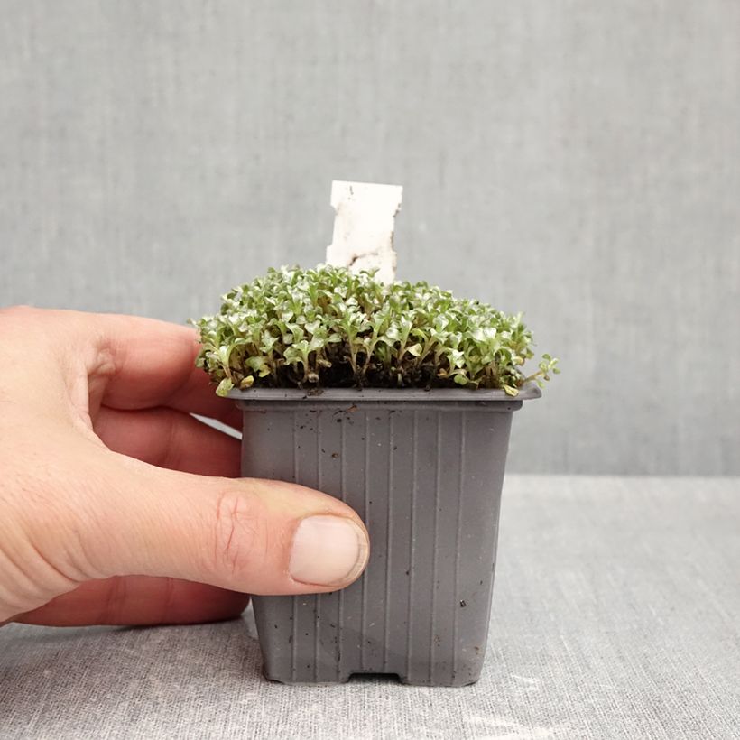 Raoulia australis - Vegetable Sheep 8/9 cm pot sample as delivered in autumn