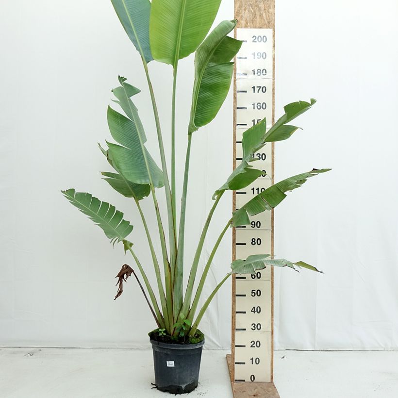 Ravenala madagascariensis  - Traveller's palm 7.5L/10L pot sample as delivered in autumn
