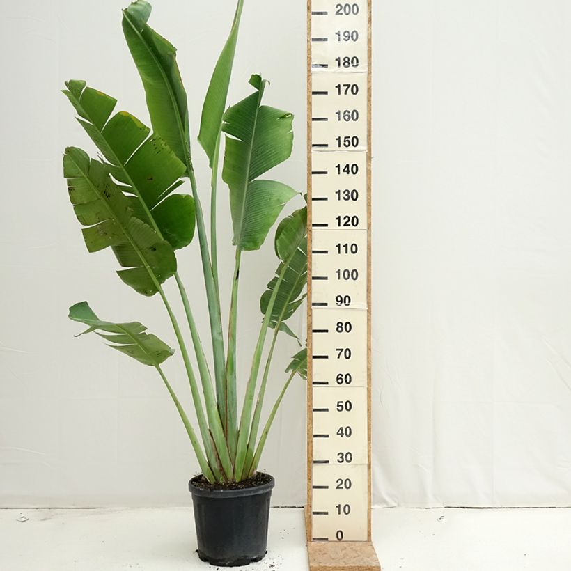 Ravenala madagascariensis  - Traveller's palm 7.5L/10L pot sample as delivered in summer