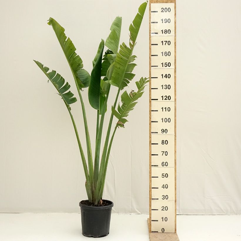 Ravenala madagascariensis  - Traveller's palm 7.5L/10L pot sample as delivered in spring