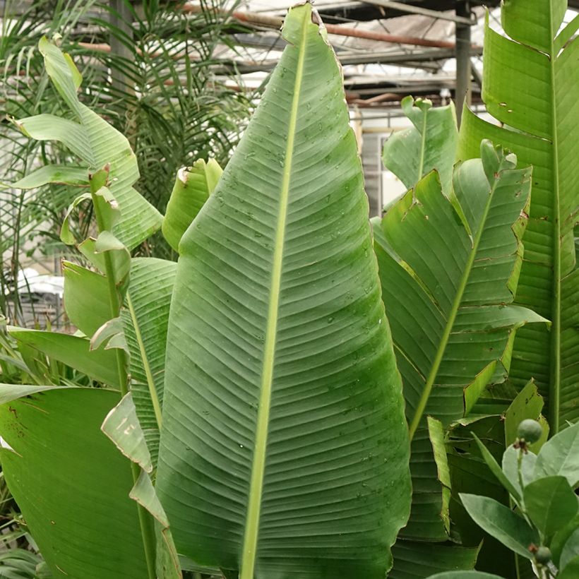 Ravenala madagascariensis  - Traveller's palm (Foliage)