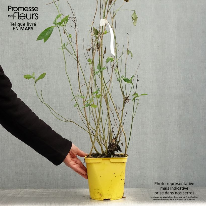 Reinwardtia indica - Yellow Flax 4L/5L pot sample as delivered in spring