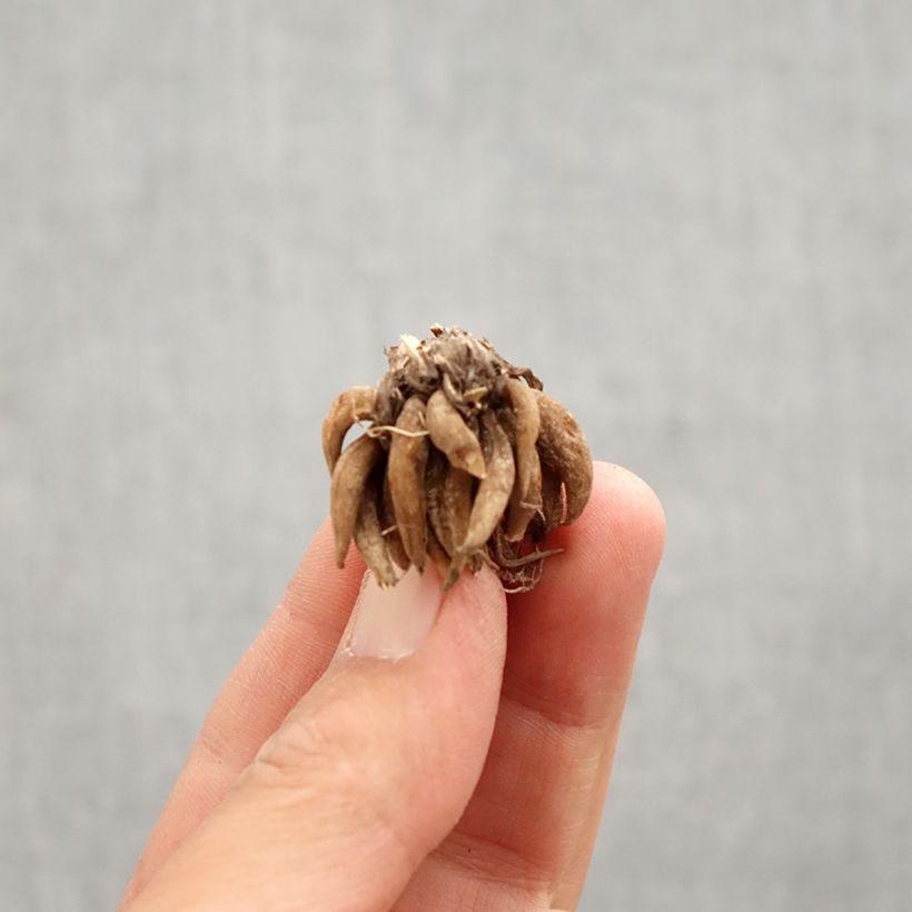 Ranunculus asiaticus White - Persian Buttercup Bulb size 8+ sample as delivered in spring