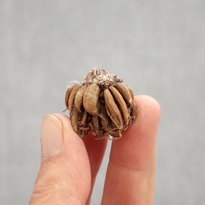 Ranunculus asiaticus Orange - Persian Buttercup Bulb size 8+ sample as delivered in spring