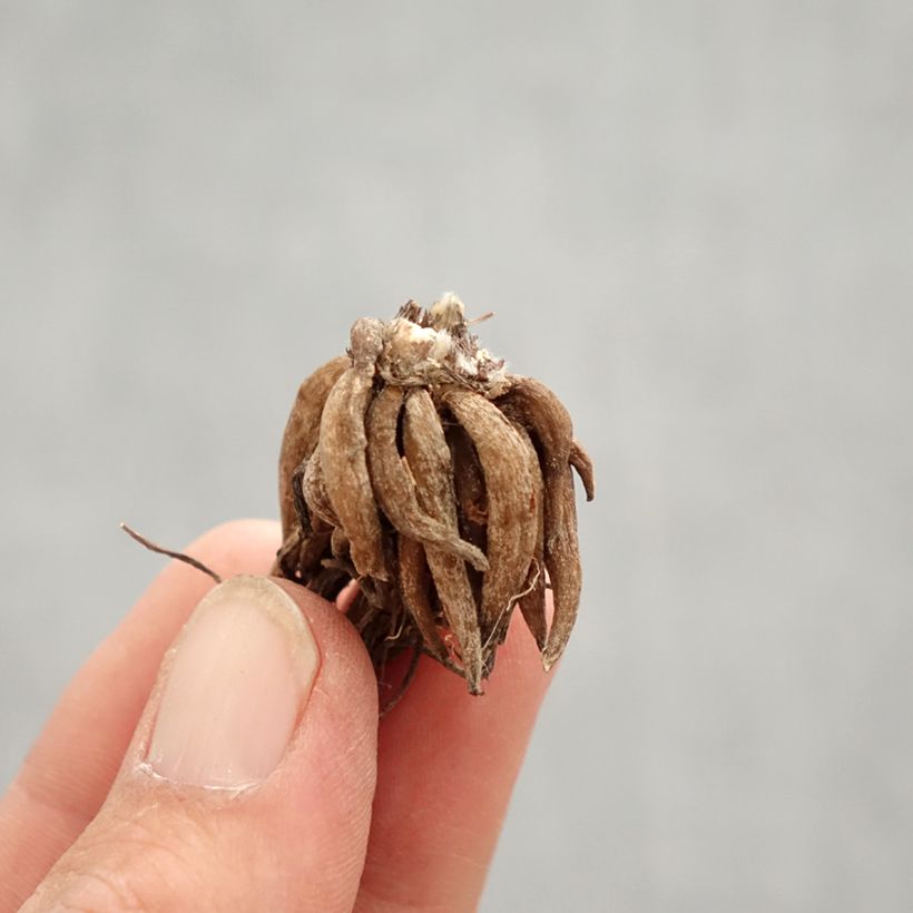 Ranunculus asiaticus Pink-flowered - Persian Buttercup Bulb size 8+ sample as delivered in spring