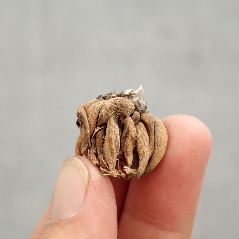 Ranunculus asiaticus Pauline Violet - Persian Buttercup Bulb size 8+ sample as delivered in spring