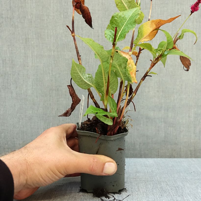 Persicaria amplexicaulis Amethyst Summer 8/9 cm pot sample as delivered in autumn