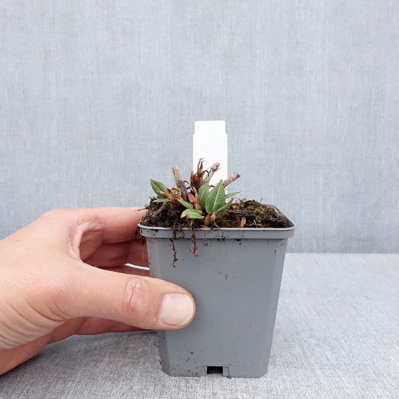 Persicaria amplexicaulis Amethyst Summer 8/9 cm pot sample as delivered in spring