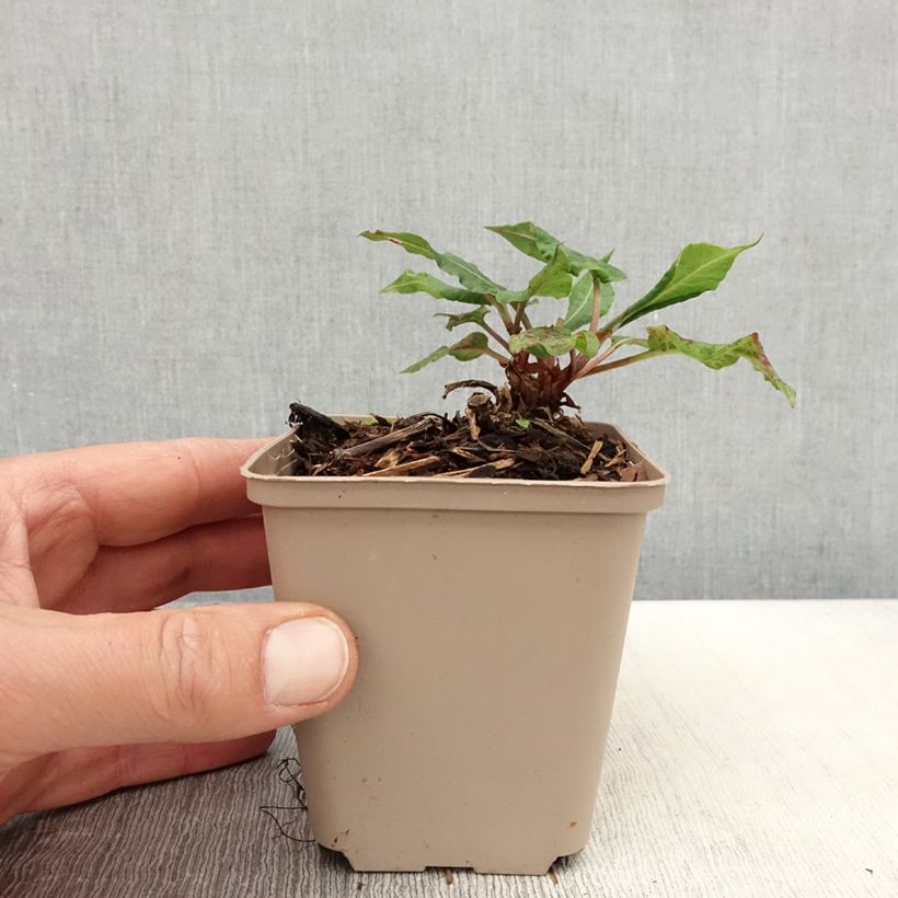 Persicaria amplexicaulis Black Dreams - Mountain Fleece 8/9 cm pot sample as delivered in spring