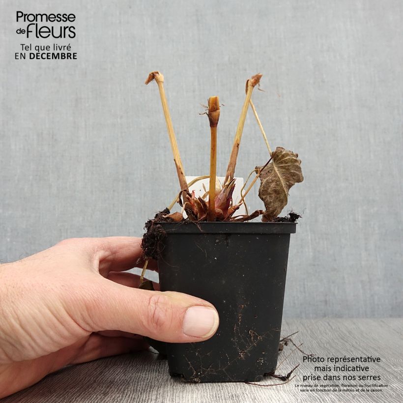 Persicaria amplexicaulis Bloody Mary - Mountain Fleece 8/9 cm pot sample as delivered in autumn
