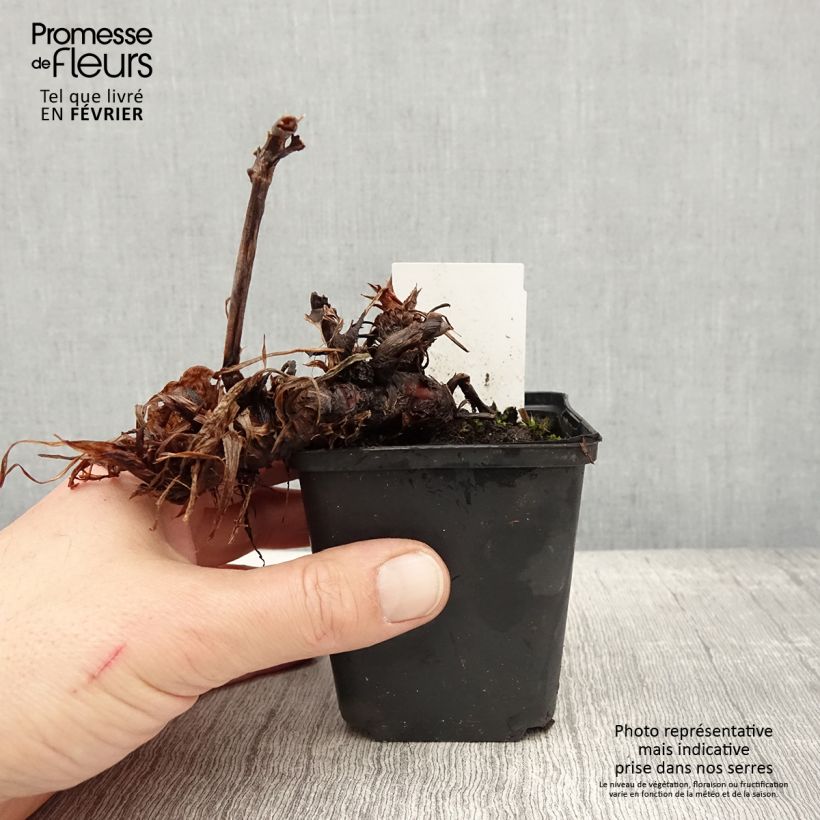 Persicaria amplexicaulis Bloody Mary - Mountain Fleece 8/9 cm pot sample as delivered in winter