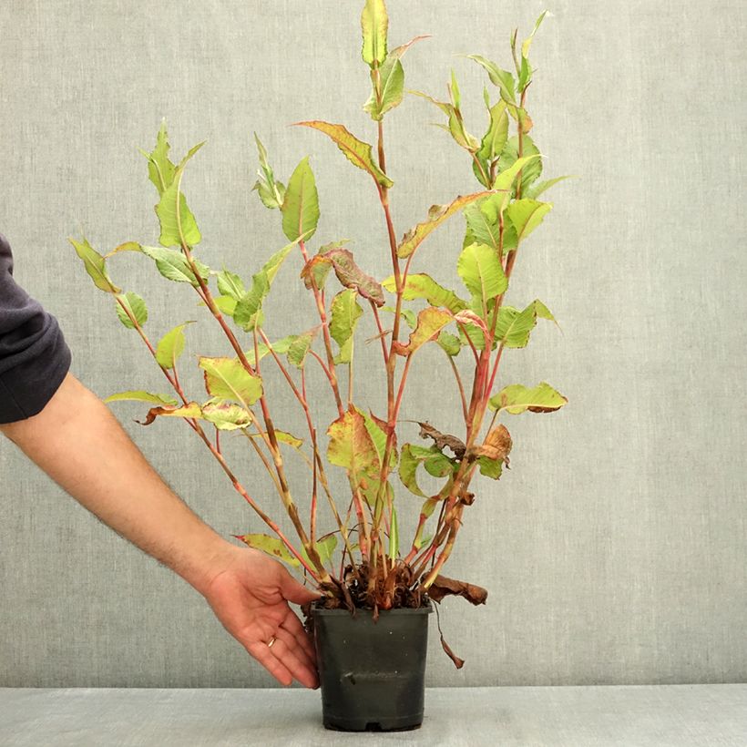 Renouée - Persicaria amplexicaulis Bloody Mary Pot de 2L/3L sample as delivered in summer