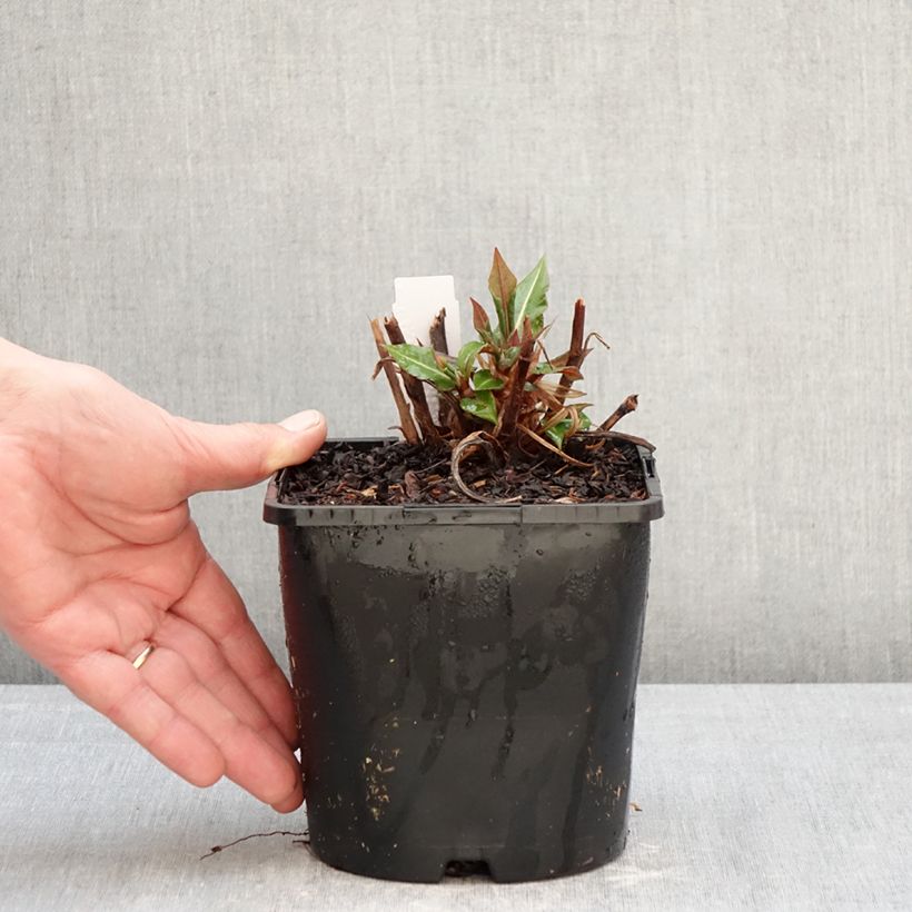 Persicaria amplexicaulis Bloody Mary - Mountain Fleece 2L/3L pot sample as delivered in winter