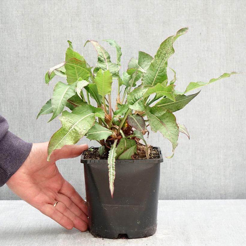 Persicaria amplexicaulis Bloody Mary - Mountain Fleece 2L/3L pot sample as delivered in spring